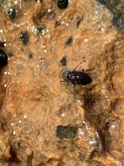 Stenelmis calida