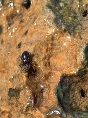 Stenelmis calida