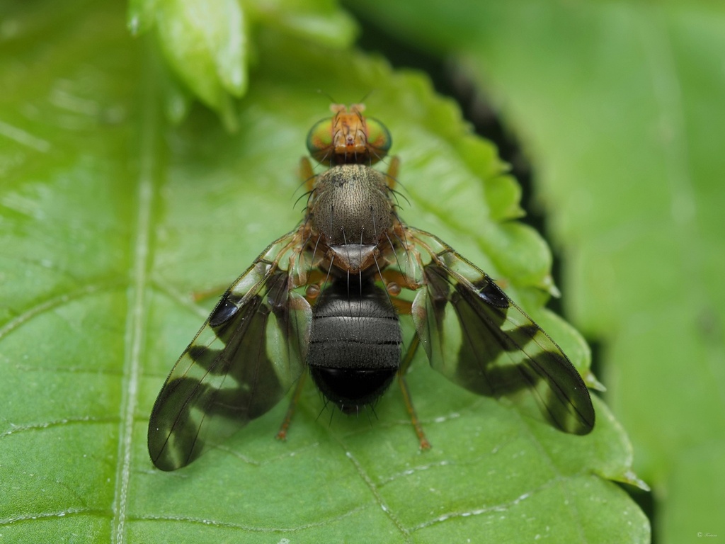 Banded Nettle Fly