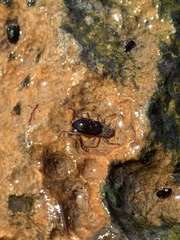 Stenelmis calida