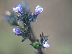 Amethystea caerulea