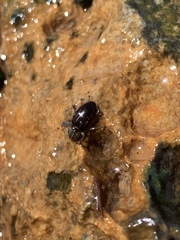 Stenelmis calida