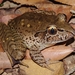 Giant Barred-Frog - Photo (c) eyeweed, some rights reserved (CC BY-NC-ND)