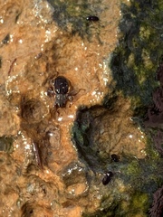 Stenelmis calida