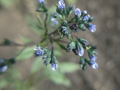 Amethystea caerulea