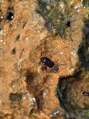 Stenelmis calida