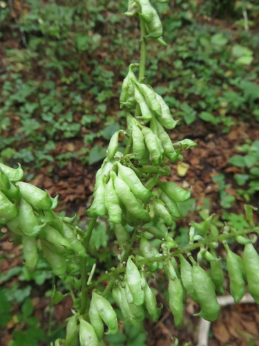 Actaea europaea (Actaea europaea)