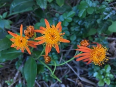 Pseudogynoxys chenopodioides