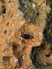 Stenelmis calida