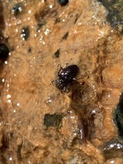 Stenelmis calida