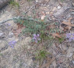 Astragalus lotiflorus