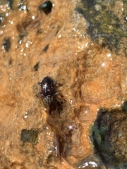 Stenelmis calida