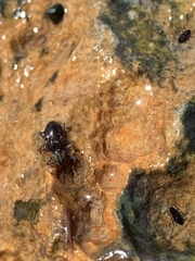 Stenelmis calida