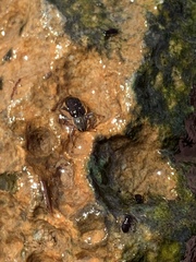 Stenelmis calida
