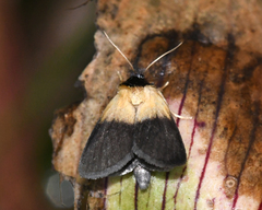 Exyra semicrocea