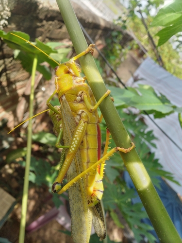 Violet-winged Grasshopper