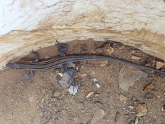 Aspidoscelis hyperythrus beldingi