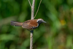 Rusty-Backed Antwren photo 2