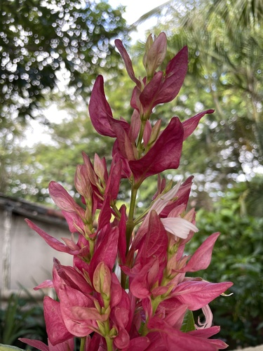 Foto de Camarão-vermelho