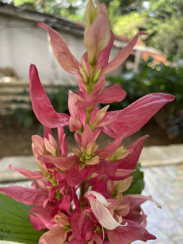 Foto de Camarão-vermelho