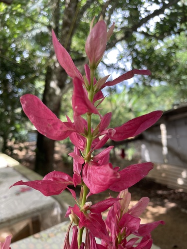 Foto de Camarão-vermelho