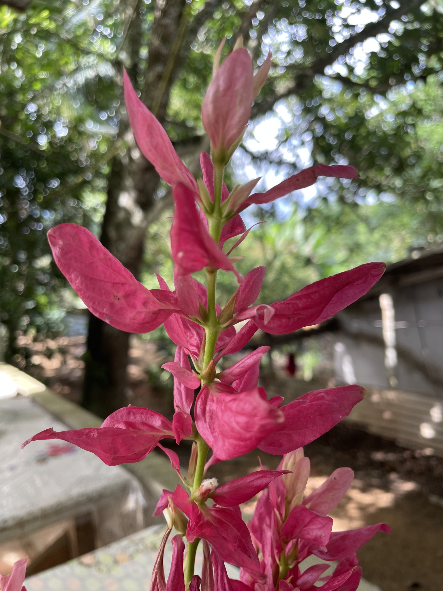 Imagem de Camarão-vermelho