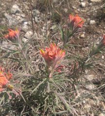 Castilleja lindheimeri