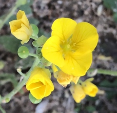 Physaria gordonii