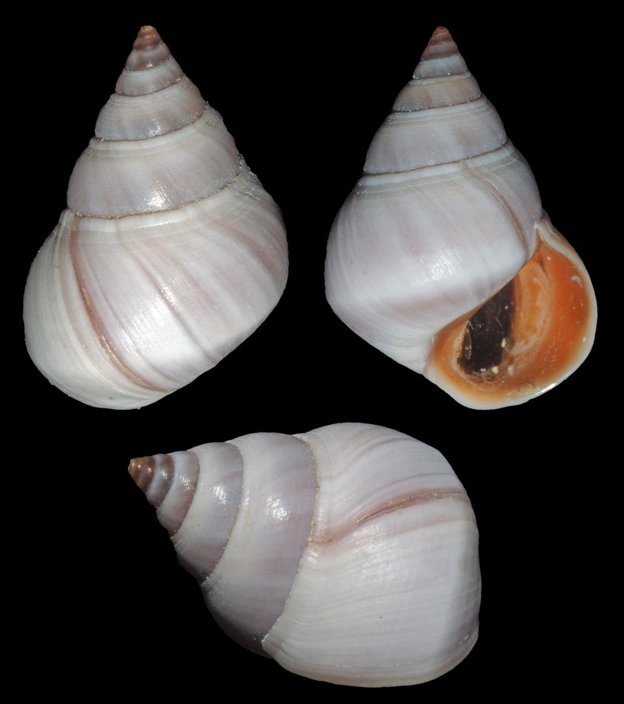 Scarlet Periwinkle