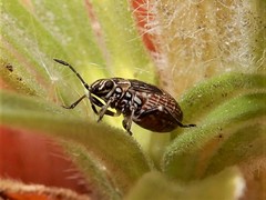 Rhypodes