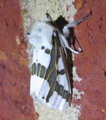 Euerythra phasma