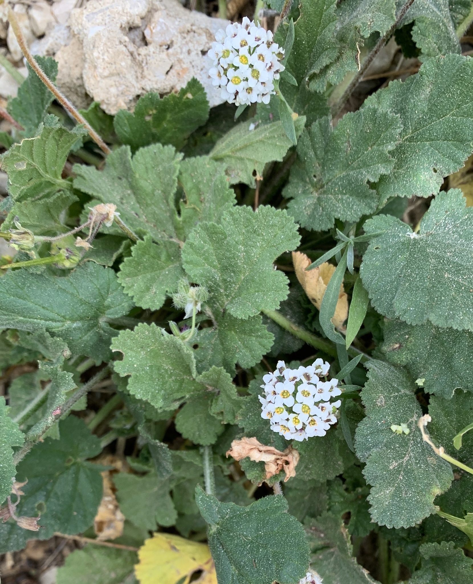 Imagem de Alyssum