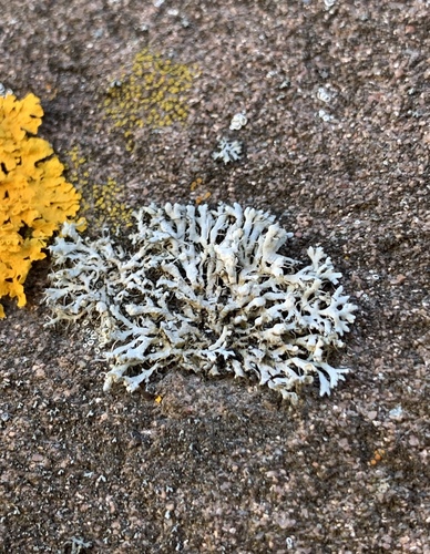 Atkilioji žiauberė nuotrauka