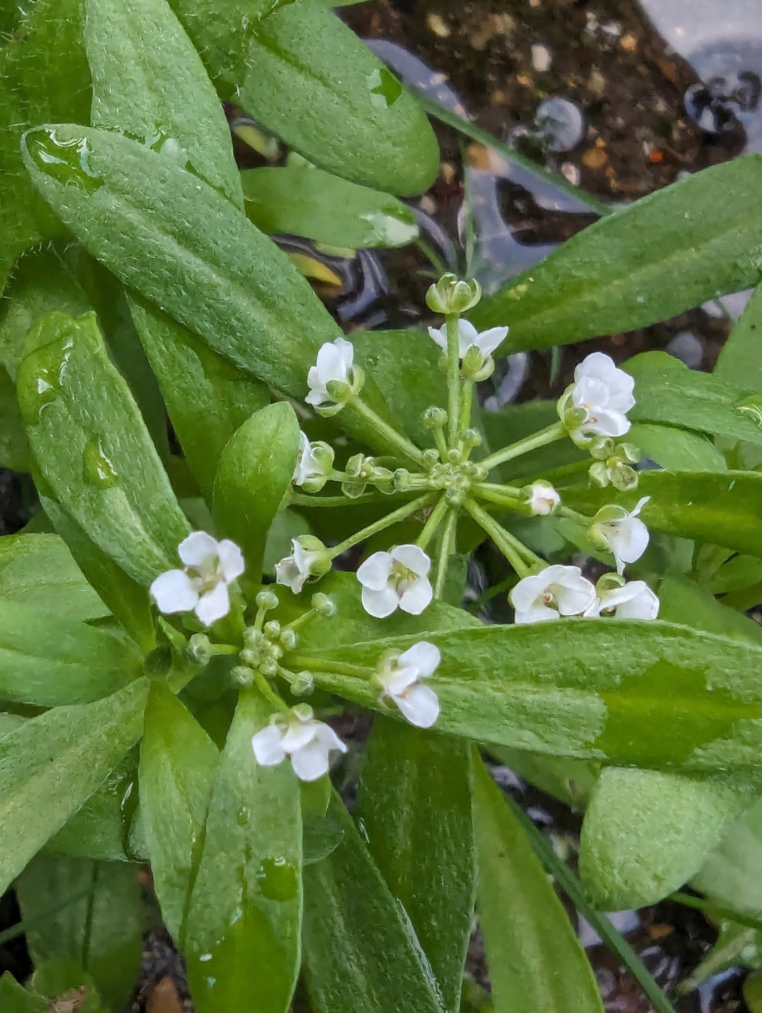 Imagem de Alyssum