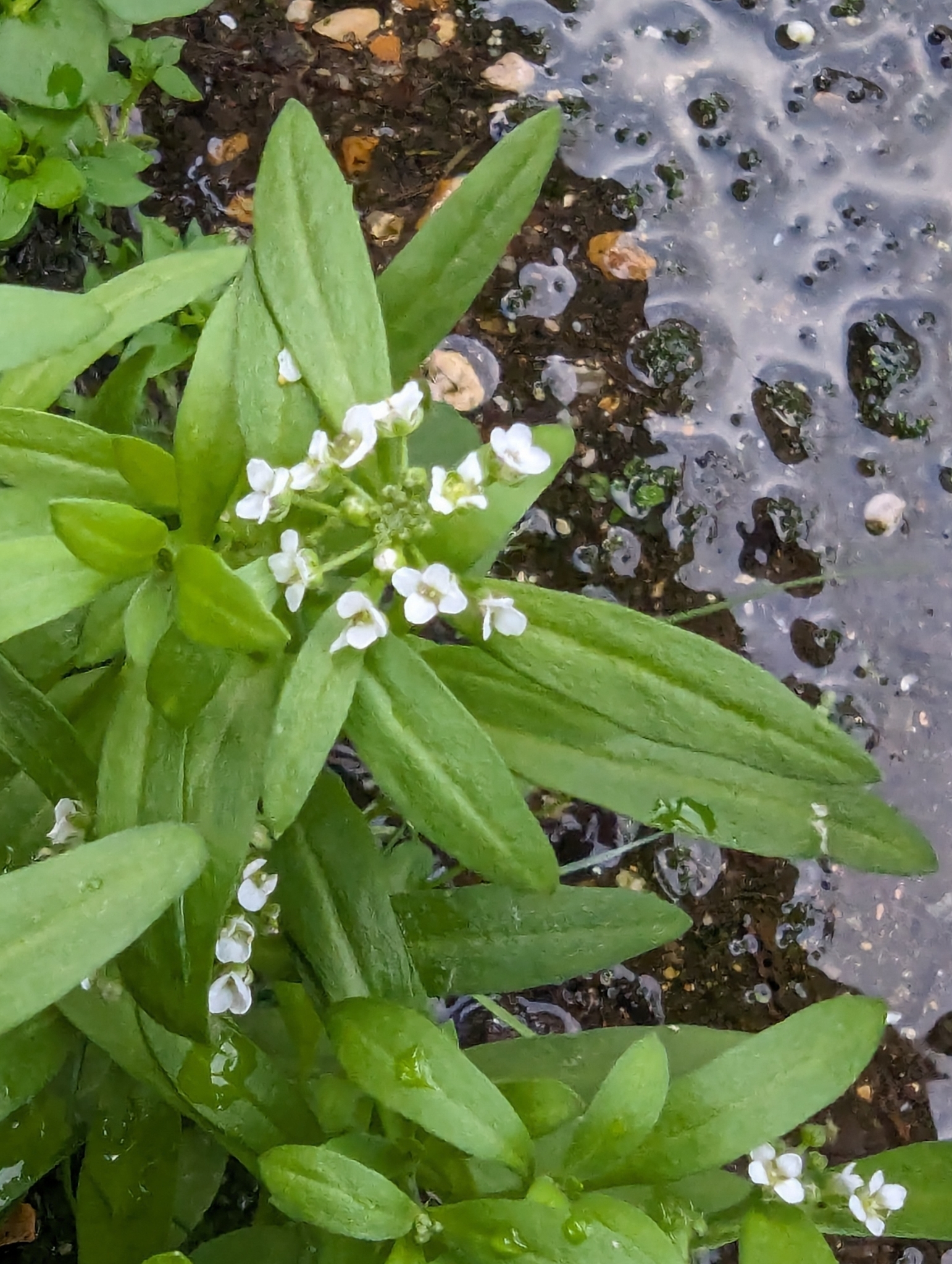 Imagem de Alyssum