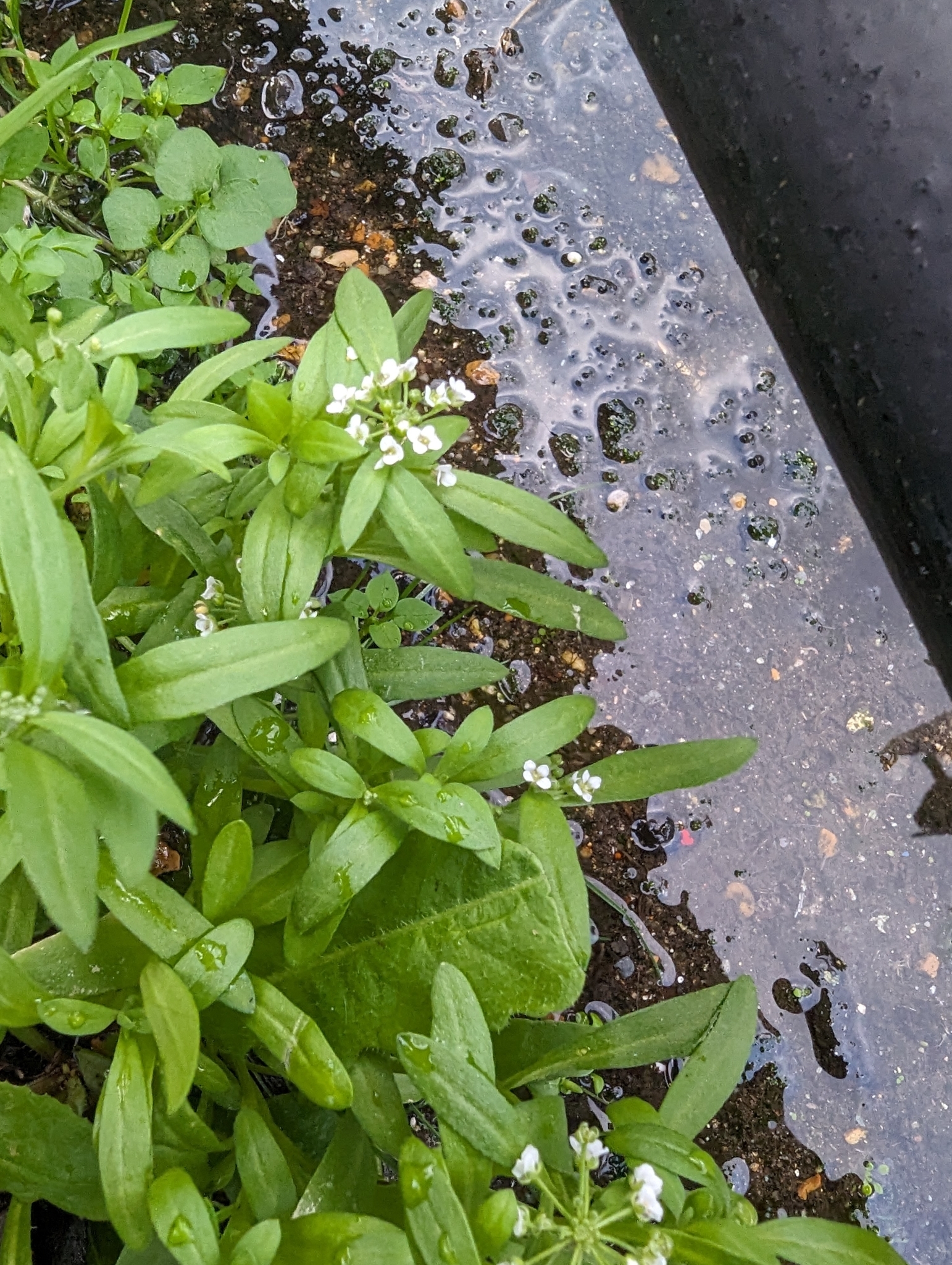 Imagem de Alyssum