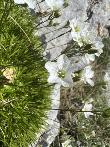Mcneillia graminifolia, photograph 6