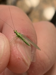Chrysopini