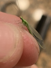 Chrysopini