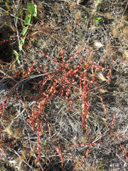 Aphanisma blitoides