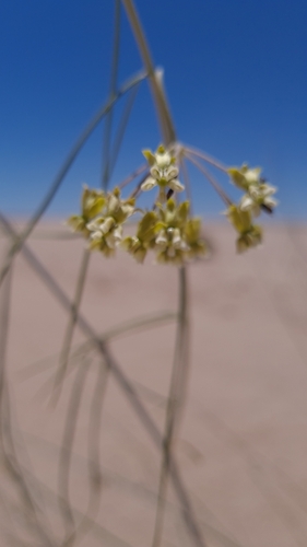 Image of Gomphocarpus filiformis by (c) Petra Holland, some rights reserved (CC BY)