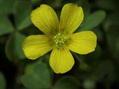 Oxalis texana