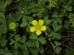 Oxalis texana