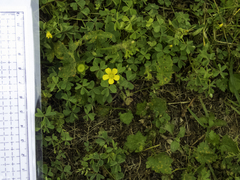 Oxalis texana