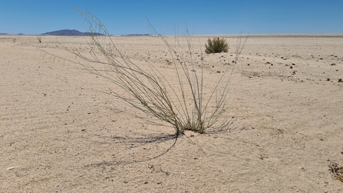 Image of Gomphocarpus filiformis by (c) Petra Holland, some rights reserved (CC BY)
