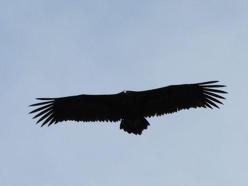 Buitre negro (Aegypius monachus)