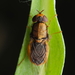 Odontomyia - Photo (c) Saryu Mae, algunos derechos reservados (CC BY), subido por Saryu Mae