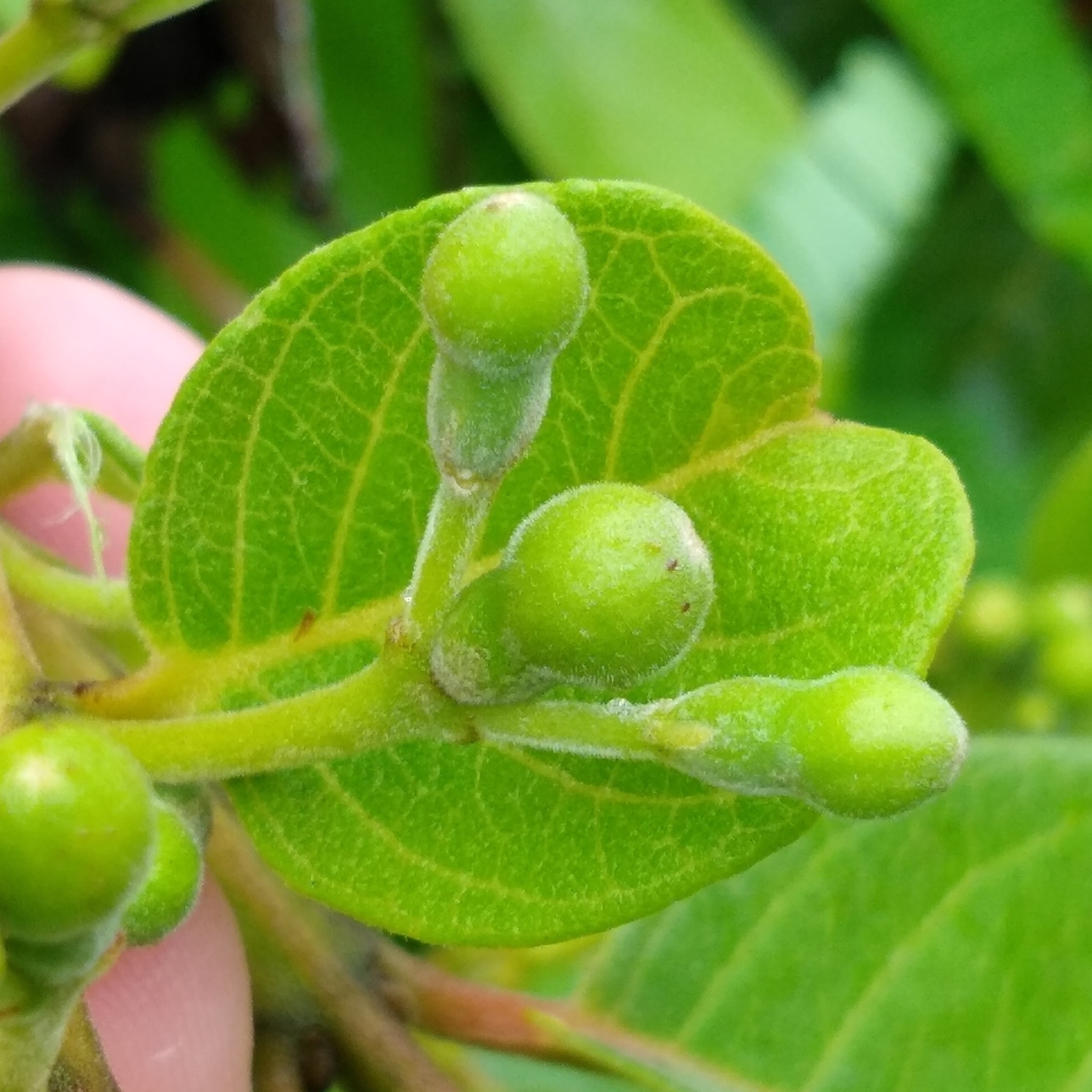 Imagem de Araçá-do-campo