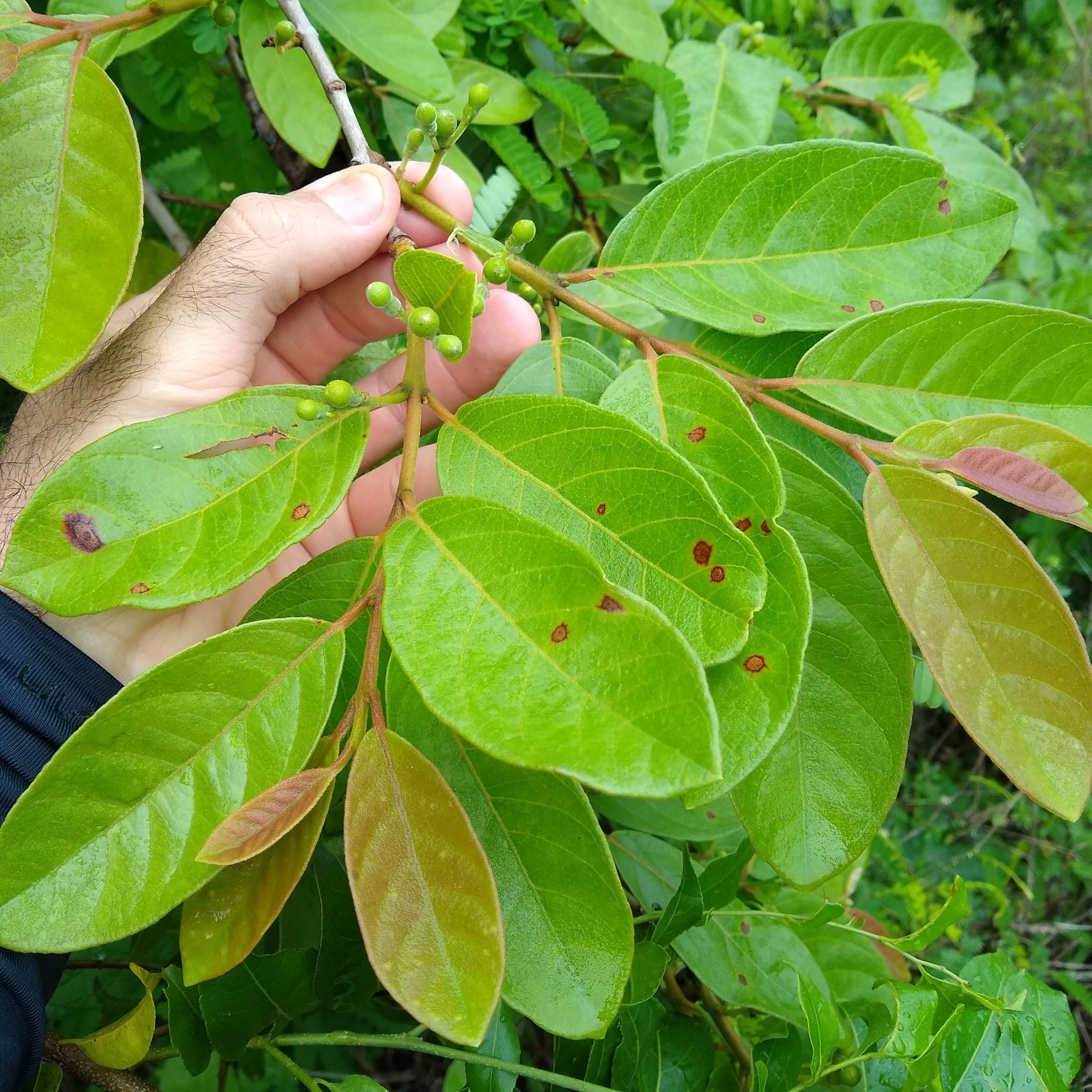 Imagem de Araçá-do-campo