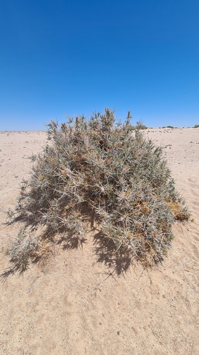 Image of Blepharis gigantea by (c) Petra Holland, some rights reserved (CC BY)